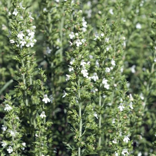 semi di santoreggia, balcone in aiuole rialzate primaverili interno varietà antiche selvatici sul 300pcs