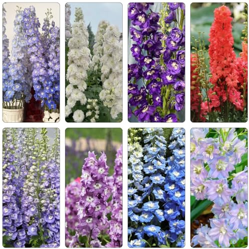 Semi di delphinium, decorative arredamento del soggiorno giardino d'appartamento esotiche biologici per esterno recisi balcone 450pcs