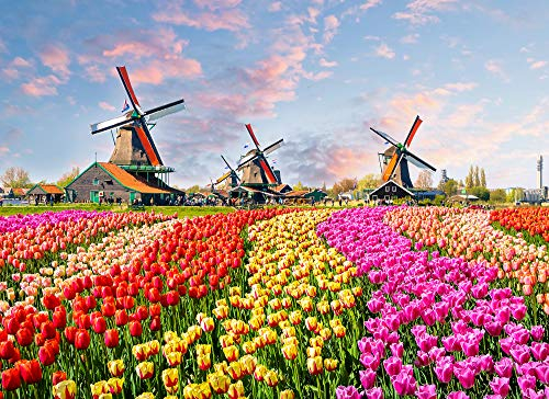 Livingwalls Fototapete Designwalls Vliestapete Zaanse Schans Tapete mit Blumen in Blau, Braun, Gelb, Grau, Grün, Orange, Rosa, Rot, Violett 350 x 255 cm XXL Wandtapete Wandbild 118694