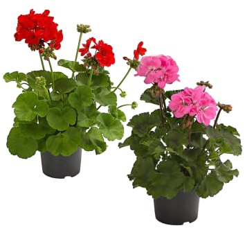 DECOALIVE Geranios Plantas para Terraza y Jardín Pack de Dos Unidades