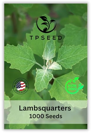 TP Seed Lambs Quarters Seed for Planting - Ideal for Medicinal Planting - Herb Gardens (Chenopodium Album) Goosefoot 1000 Seeds Lambsquarters