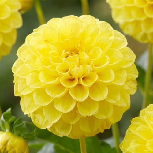 Bulbi Fiori Perenni da Esterno - 5 Bulbi Dalia Pon Pon Jaune - Mix di grandi bulbi - Vere Grandi Piante di Dalia dall’Olanda - per giardino e vaso (non semi, non artificiali)