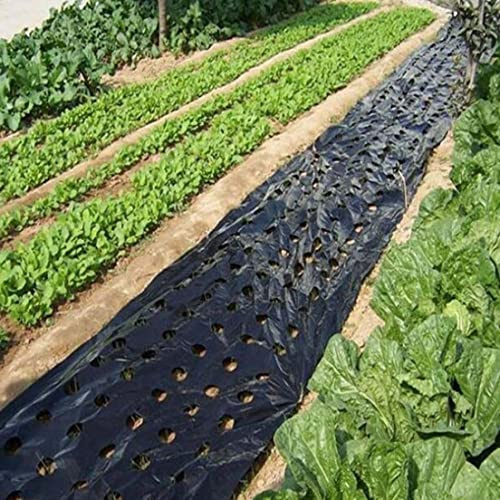 Película De Mantillo De Vegetales De Jardín 5 Agujeros Película De Mantillo De Plástico Negro Para Película Vegetal Agrícola Película De Plástico Pe Perforada Para Membrana De Mantillo De Plantas De