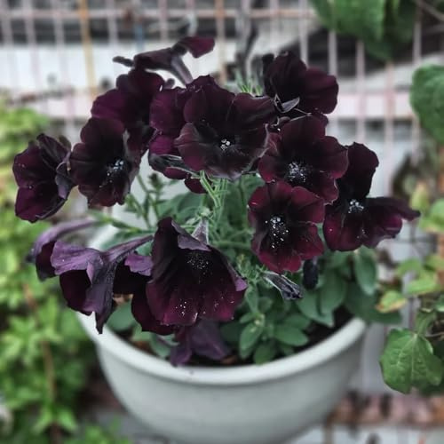 semillas de petunia en pie - resistentes organicas 800pcs