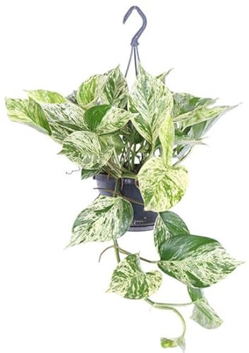 Trailing Devils Ivy - Pothos Marble Queen Epipremnum aureum Live Plant in 12cm Pot