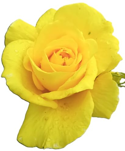 Rose Beetrose Friesia gelb blühend Hochstamm 90 cm Duftrose winterhart