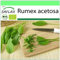 SAFLAX - Ecológico - Alazana - 400 semillas - Rumex acetosa