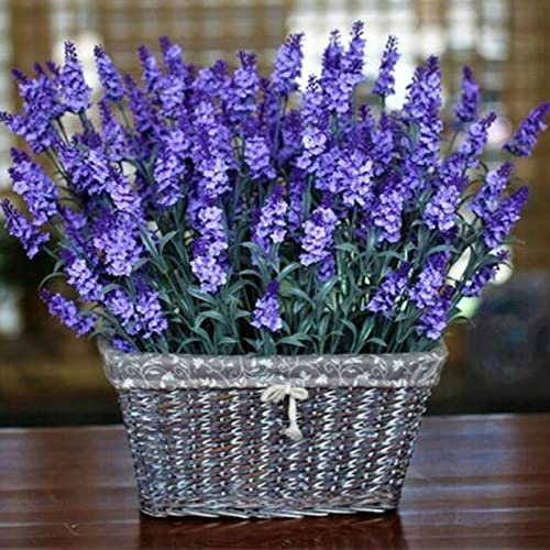 Semi di Lavanda 1000 pz borsa Grande | Piantine di Lavanda Naturale per l'abbellimento Non OGM Lavanda 1size