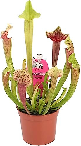 Sarracenia Elegans: Planta Viva Carnívora - La Aliada Perfecta contra Insectos Indeseados