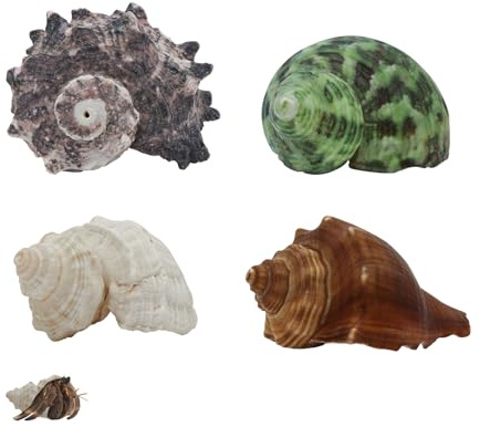 LuckyOpt Hermit Lot de 4 coquillages de crabe naturels de taille moyenne à grande, ouverture Hermit de 0,6 à 1,4 pouces, décoration pour la plage, conque (4)