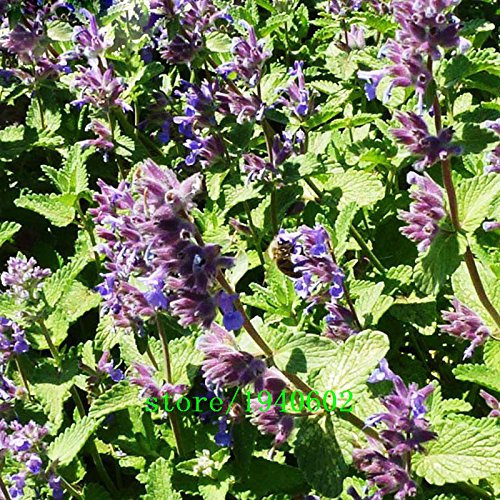 Gato de plantas de menta semillas de hortalizas en maceta Balcón menta semillas aromáticas planta tiene efectos radioprotectores 200PCS