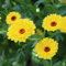 Haloppe 50 Unids Calendula Officinalis Flores Plantas Semillas para la Plantación de Jardín en el Hogar, Semillas de Caléndula Yellow Pot Semillas de Caléndula para Exteriores semillas de calénd