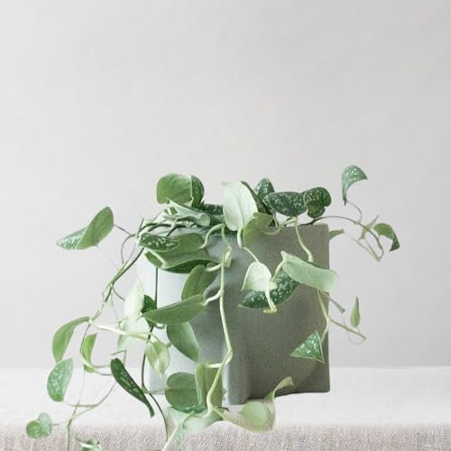 Leaf Envy Satin Pothos Indoor Plant with Sandstone Plant Pot, 35-80cm Tall, Satin-Like Foliage, Low Light, Easy Care Plant, Scindapsus Pictus Trailing & Hanging Houseplant, Devils Ivy Plant