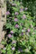 Clematis 'Country Rose' 60-100 cm - Waldrebe, rosa Blüten, Blütezeit Mai-Juni, ideal für Rankgerüste, bienenfreundlich, winterhart