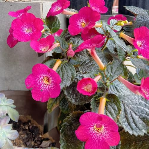 semi di achimenes, perenne resistente tappezzante Semi Achimenes ornamentali decorazione resistenti all'esterno balcone perenni 450pcs