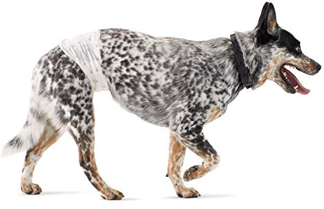 Amazon Basics Hundewindel für Rüden, Einwegwindeln, Größe M, Weiß, 30 Stück