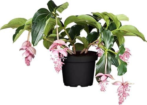 Planta Flamenco - Medinilla Magnifia - Natura y de Interior