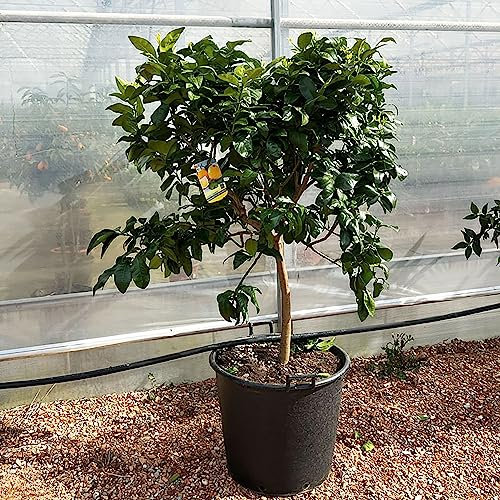 SAVINI VIVAI Planta de Bergamota, Árbol Cítrico de Bergamota Hembra en Maceta de 70 cm Altura 180-200 cm 16-18 Años, Injerto,