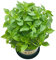 Semillas de albahaca de hoja grande 50 piezas (Ocimum basilicum) Semillas de plantas de hierbas premium frescas anuales culinarias orgánicas para plantar jardín en casa