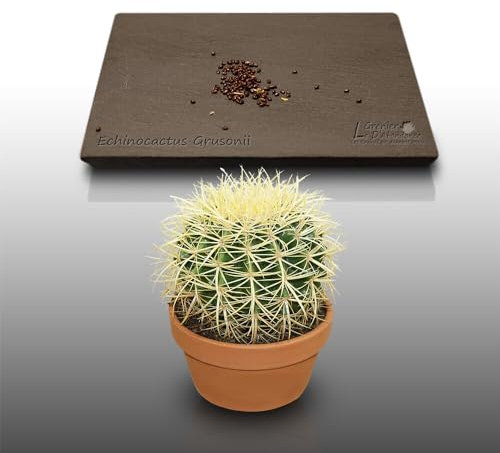 50 graines à semer - Le Grenier d'Abondance - CACTUS Oursin - Echinocactus Grusonii
