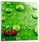 Bilder auf Glas Marienkäfer Gras Blatt Tropfen Glasbild 30x30cm Wandbilder Dekoration Wohnzimmer Schlafzimmer Küche Deko Klein Wanddeko Bild im Glas Wand Kunstdruck Art Modern Wall Decor GAC30x30-2363