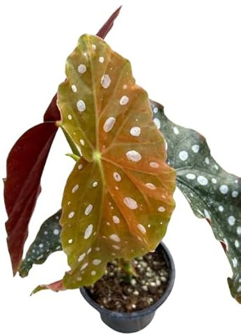 Begonia Maculata Natural Planta Tropical y Fácil de Cuidar