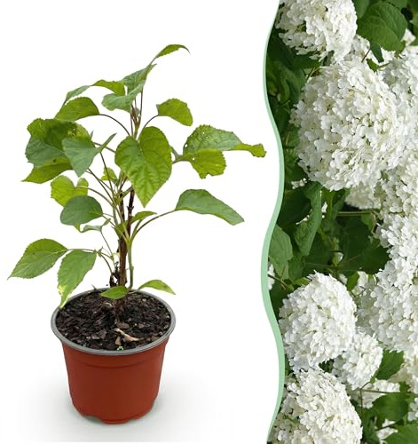 Ortensia arborescens Annabelle - Ortensia rustica - Bianca - 20-30cm - Ø12cm - Pianta da giardino