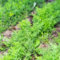 800 Pc Semillas De Eneldo Perenne Resistente - Compre Semillas De Eneldo, Cocina De Jardín De Hierbas, Plantar Verduras Semillas De Eneldo Organicas, Semillas De Lecho Elevado, Balcón