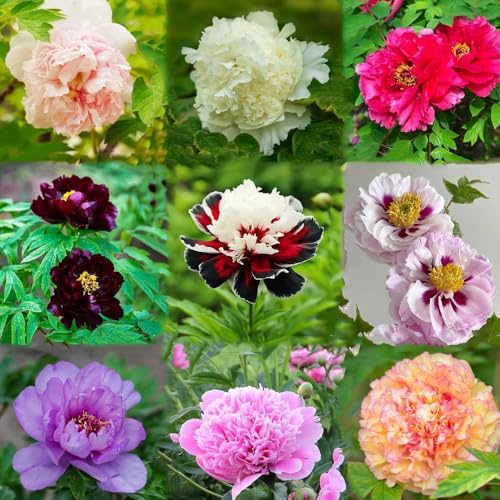 8 piezas bulbos de peonías resistentes - bulbo balcon de exóticas resistentes, jardín perennes bulbos