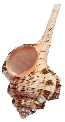 Naturliga havsskal, StorNaturlig havskonka ， 9/10 cm, stora snäckskal 1 st naturliga snäckskal, eremitkräfta snäckskal, for nautisk inredning, strandtemafest