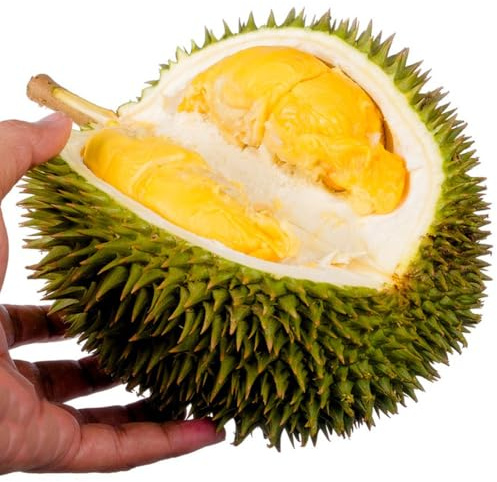 30 piezas Comprar semillas frescas de fruta Durian decoración de árboles frutales, regalos sostenibles Durio zibethinus Decoración de plantas de balcón resistentes. fruta de zapote,