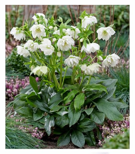 BALDUR-Garten Gefüllte Christrose 'ViV® Amalia',1 Pflanze