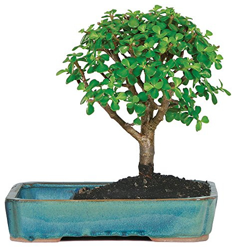 Brussel's Bonsai Live Dwarf Jade Bonsai Tree, Indoor - Medium, 4 Years Old, 8 to 12 Inches Tall - Jade Tree in Decorative Water Bonsai Pot
