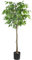 Oc'leaf Kunstpflanze Ficus Benjamina - 150cm Künstliche Pflanzen Groß, Künstliche Pflanzen wie echt, Ficus Pflanzen Deko für Zuhause, Wohnzimmer, Schlafzimmer, Büro, Garten