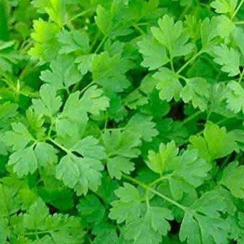 Portal Cool 50+ Seeds: Cerfoglio Seeds (Anthriscus cerefolium) capsule dei semi congelati