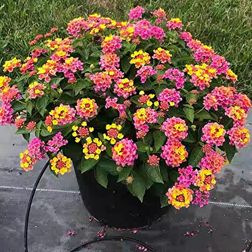 lantana - Cubresuelos resistentes (Lantana camara) resistentes pleno sol jardín de en el balcón exterior en con, 30semillas