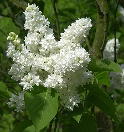 Hochstamm Edelflieder Madame Lemoine 80-100cm - Syringa vulgaris