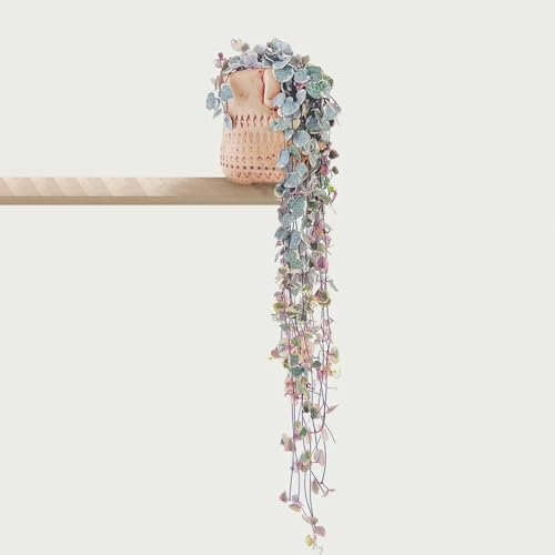 leuchterblume hängend samen - gartendeko für draußen winterharte kübelpflanzen bonsai samen pflanze balkon blumen seed balkongarten zimmerpflanze exotische pflanzen winterhart stauden 30pcs