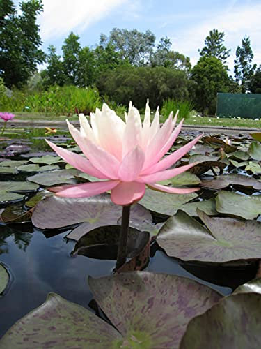 Lincolnshire Pond Plants Ltd - Peach & Cream Water Lily - Live Water Plant Aquatic Pond Lake Marginal - Kit