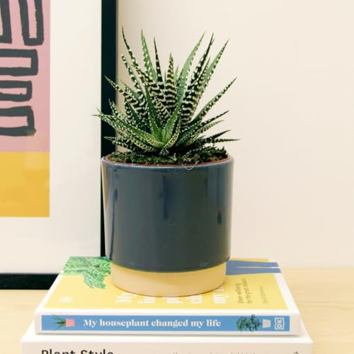 Carbeth Plants 1x Haworthia Fasciata Big Band Indoor Plant in 11cm Pot