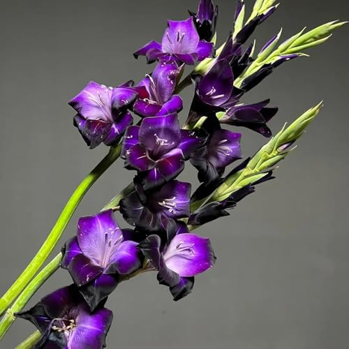 25bulbos de gladiolos Decoraciones de jardín exteriores de interior
