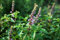 Albahaca sagrada india - Ocimum Tenuifolium - 100 semillas frescas