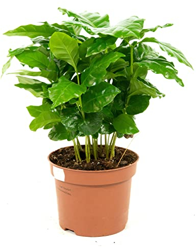 Coffea arabica, echte Zimmerpflanze im 12cm Topf, Kaffeepflanze, Höhe ca. 25cm