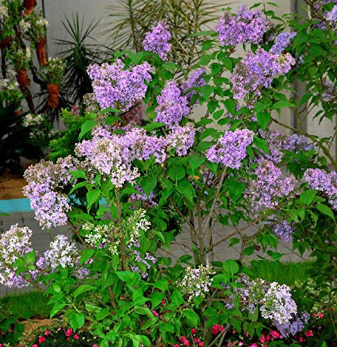 Edelflieder Lavender Lady - Kircher-Collection 40-60cm - Syringa hyacinthiflora