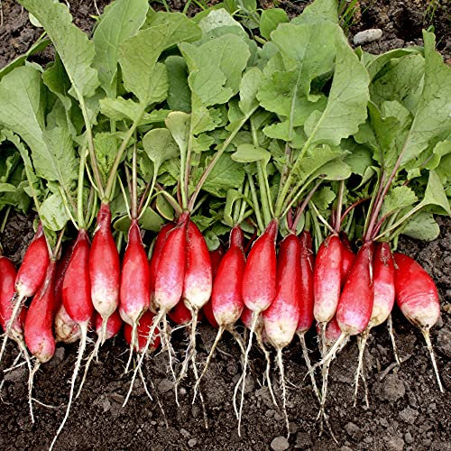 Suttons Organic Radish French Breakfast, Approx. 380 Seeds Per Pack, Elongated, Rosy-Scarlet with a White tip. The Crunchy Flesh has a Pleasant Flavour. Good Value for Slicing