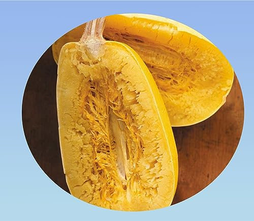 Planète graines - lot de 3g de graines de courge spaghetti soit environ 20 Graines