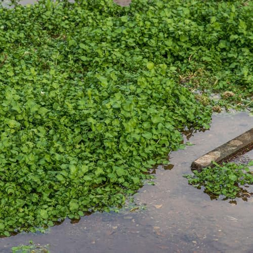 Semillas de berro, Semillas de perennes Capuchina officinale, Comprar de invierno antiguas variedades 100pcs