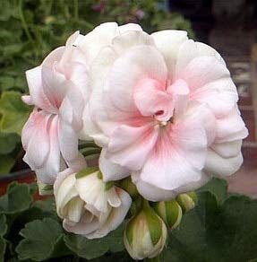 Geranio Reale del giardino di 15 pezzi 100%, semi del geranio del Pelargonium, Fiori del Pelargonium Che FreeShipping