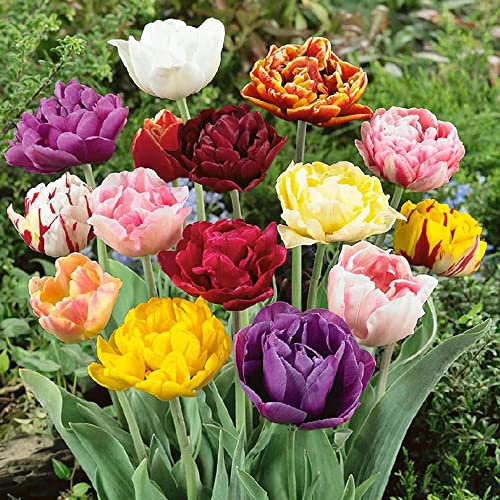 5 x Tulip Double Early Mixed – Easy to Grow & Perennial Bulbs – Look Alike Peonies – Provides Colourful Blooming Flowers – for Your Beautiful Garden