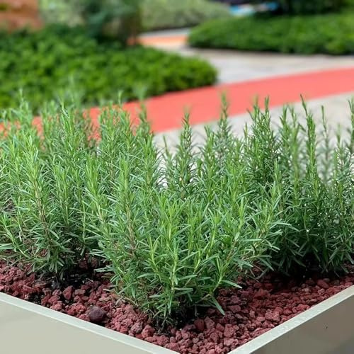 semillas de romero organicas - rosmarinus - cocina, balcón colgantes de romero, decoración de jardín para exteriores, 500pcs